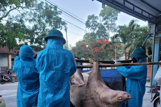 Phường Quảng Phú khẩn trương các biện pháp phòng chống dịch tả lợn Châu Phi