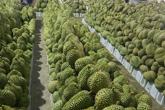Giá sầu riêng hôm nay 16/7: Sầu xuất khẩu "vỡ trận" tại Trung Quốc, sầu Thái trong nước tăng nhẹ