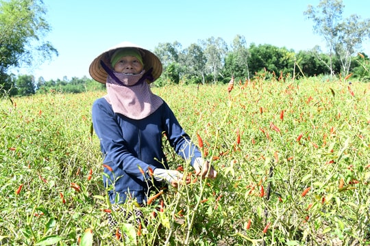 Chuỗi liên kết dẫn dắt kinh tế nông thôn