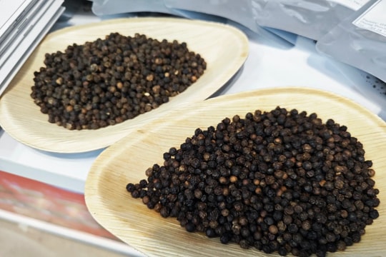 Tin tức, dự báo giá tiêu ngày mai 18/7/2025 Lâm Đồng và Đắk Lắk tiếp tục giữ đỉnh