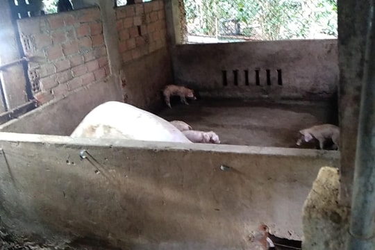 Xuất hiện dịch tả lợn châu Phi, xã Tiên Phước khẩn trương ứng phó