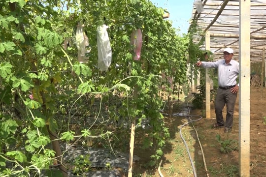 Tiềm năng phát triển kinh tế vườn - kinh tế trang trại ở Đức Phú