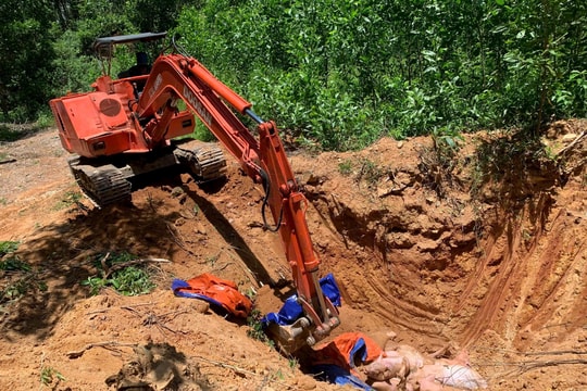 18 con heo nghi nhiễm dịch tả lợn châu Phi, xã Thăng Bình kích hoạt biện pháp phòng dịch