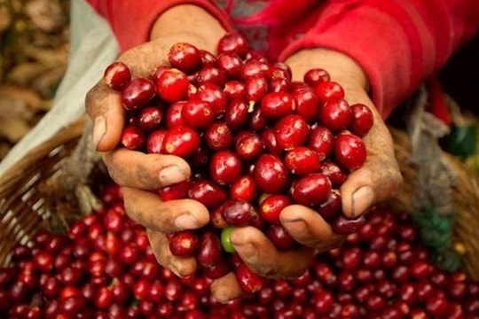 Giá cà phê hôm nay 20/7: Giá cà phê trong nước đang trong giai đoạn cao trào