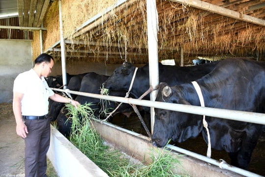 Công nghệ cao dịch chuyển ngành chăn nuôi