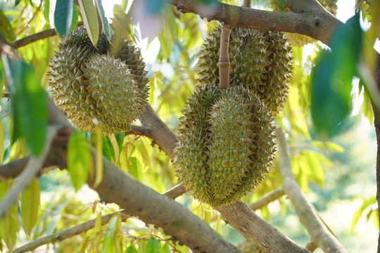 Giá sầu riêng hôm nay 20/7: Sầu Thái, Ri6 có thêm đợt giảm mới