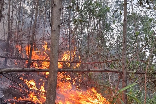 Nguyên nhân cháy rừng ở Duy Xuyên có thể do người dân đốt dọn thực bì