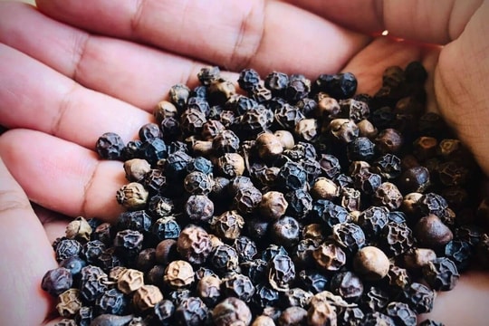 Tin tức, dự báo giá tiêu ngày mai 21/7/2025: Sóng yên nhưng bão ngầm trực chờ