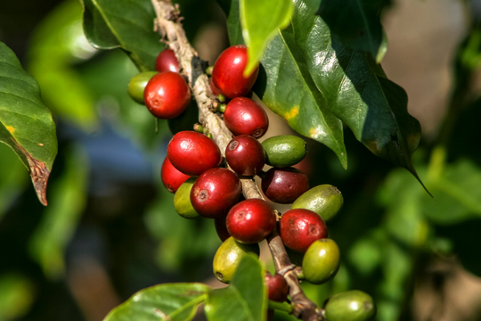 Giá cà phê hôm nay 22/7: 2 sàn Robusta và Arabica đồng loạt lao dốc