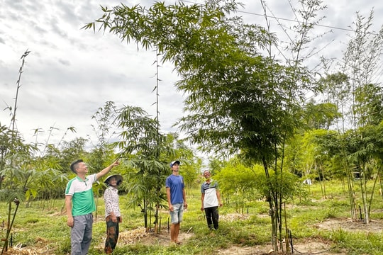 Xây dựng chuỗi giá trị xanh từ cây tre