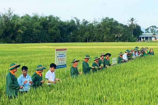 Hỗ trợ kinh phí cho các địa phương sản xuất lúa năm 2026