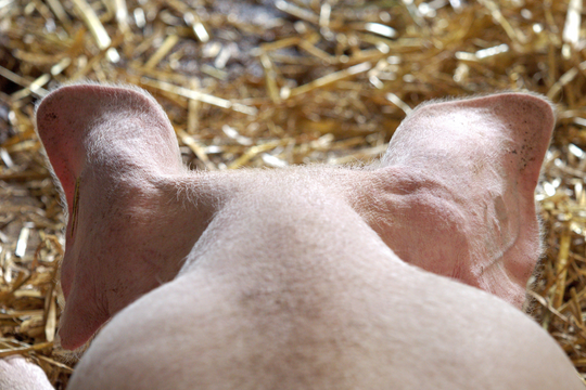 Giá heo hơi hôm nay 22/7: Chuỗi domino giảm giá, miền Trung, Nam giáng đòn giảm giá mạnh nhất