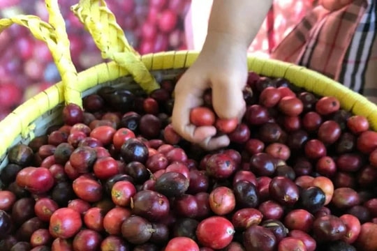 Tin tức, dự báo giá cà phê ngày mai 23/7/2025: Bình yên trước giông bão hay chờ đợi là hạnh phúc?
