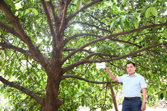 Kỳ vọng chuỗi sản phẩm măng cụt Tiên Phước