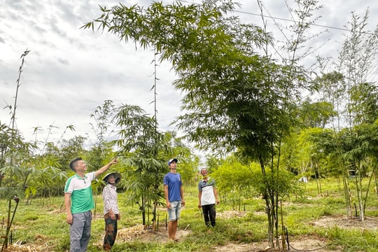 EcoQuest - Green startup project developing Viet Nam’s bamboo industry