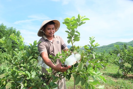 Hái quả ngọt trên đất đồi cằn khô