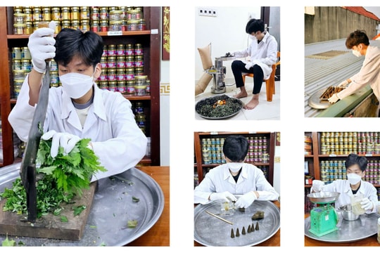 Nụ thảo dược đuổi muỗi của một học sinh mê y học cổ truyền