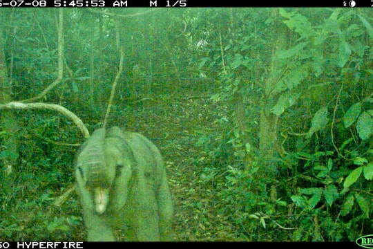 Baby elephant discovered in Elephant Species and Habitat Conservation Area