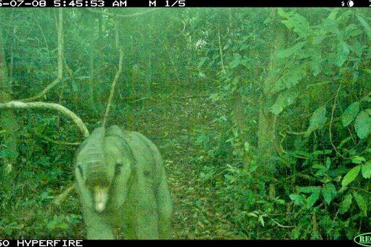 Phát hiện cá thể voi con trong Khu bảo tồn loài và sinh cảnh voi