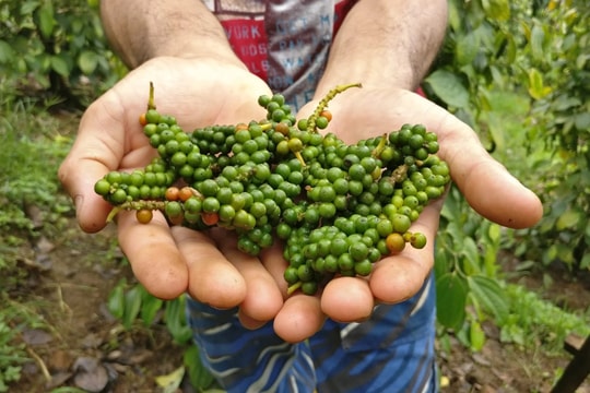 Giá tiêu hôm nay 27/7/2025: Thị trường vẫn tiếp tục lao dốc