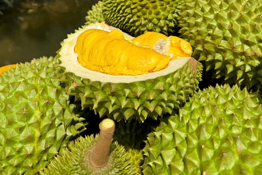 Giá sầu riêng hôm nay 26/7: Ri6 nhích nhẹ, sầu Thái VIP giữ đỉnh 90.000 đồng/kg