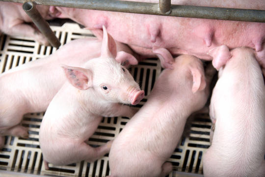 Giá heo hơi hôm nay 26/7/2025: Giảm sâu, chạm đáy 59.000 đồng/kg