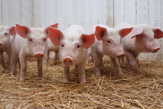 Giá heo hơi hôm nay 27/7/2025: Đà giảm tiếp tực tại 3 miền, dự báo tiếp tục giảm sâu