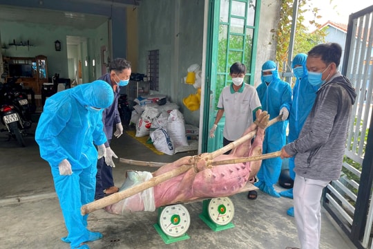 Xã Thăng Bình nỗ lực dập dịch tả lợn châu Phi