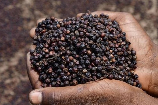 Tin tức, dự báo giá tiêu ngày mai 29/7/2025: Giữ vững "phong độ", chờ đợi "cú hích"?