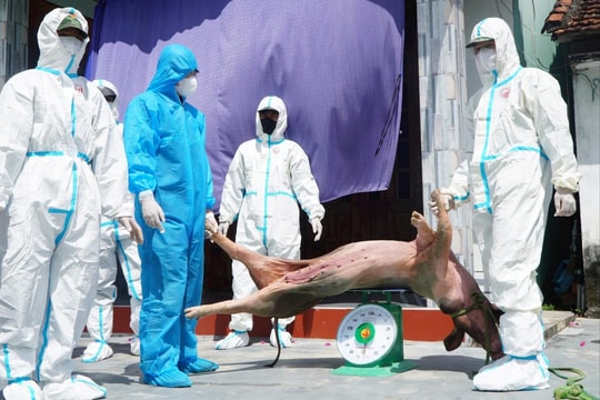 Phó Chủ tịch UBND thành phố Trần Nam Hưng: Khẩn trương ngăn chặn dịch tả lợn châu Phi lây lan