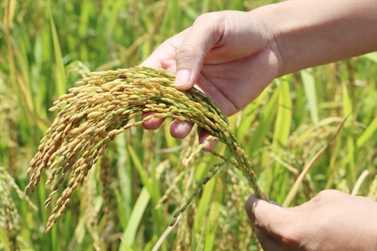 Giá lúa gạo hôm nay 30/7: Lúa tươi tăng nhẹ, giao dịch chậm