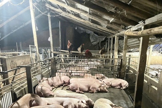 Công bố dịch tả lợn châu Phi ở xã Sơn Cẩm Hà