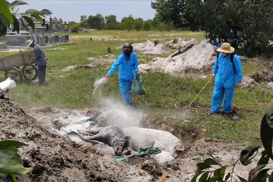 Đà Nẵng sẽ tiêm vắc xin phòng bệnh dịch tả lợn châu Phi từ năm 2026