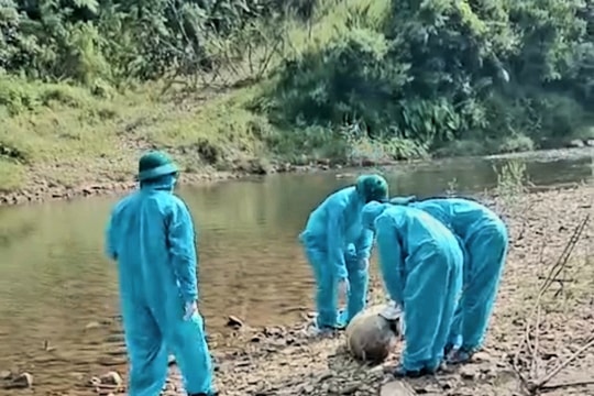 Xã Phước Trà công bố dịch tả lợn châu Phi ở thôn Trà Sơn