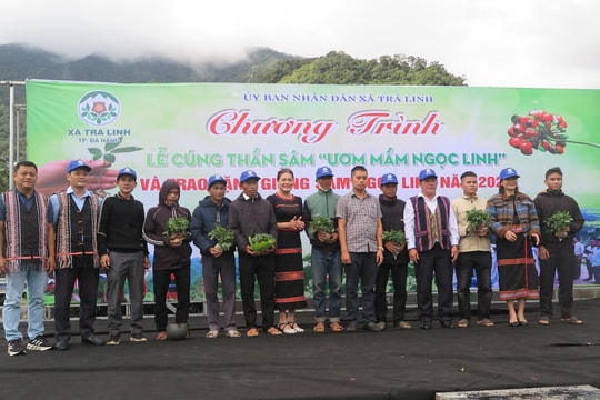 Trao 7000 cây giống sâm Ngọc Linh cho hộ nghèo