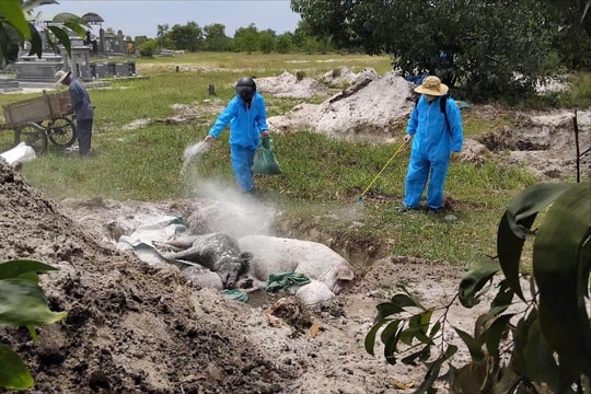 Phòng chống bệnh dịch tả lợn châu Phi: Nhiều khó khăn cần giải quyết sớm