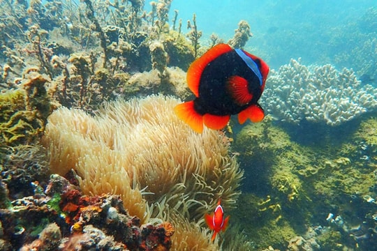 Let’s dive into the vibrant underwater world of Cham Islands