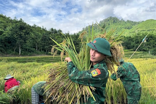 Biên phòng, phụ nữ La Êê đội nắng giúp dân thu hoạch lúa mùa