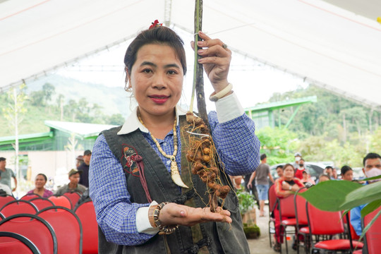 Unique Ngoc Linh ginseng competition in Da Nang