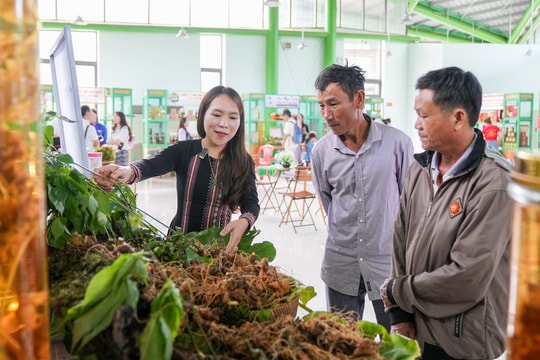 Phiên chợ sâm Ngọc Linh và dược liệu miền núi thu hơn 5,2 tỷ đồng