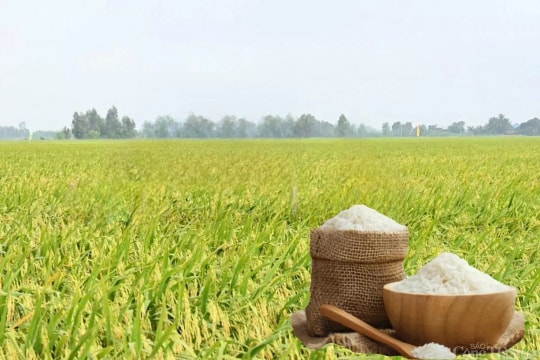 Giá lúa gạo hôm nay 02/08: Gạo nguyên liệu giảm nhẹ, giao dịch chậm