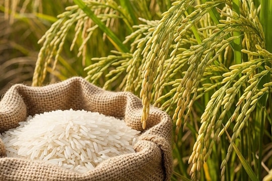 Giá lúa gạo hôm nay 3/8: Giá gạo nguyên liệu tăng giảm trái chiều