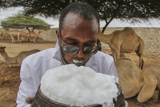 Sữa lạc đà - "vàng trắng" của Somalia