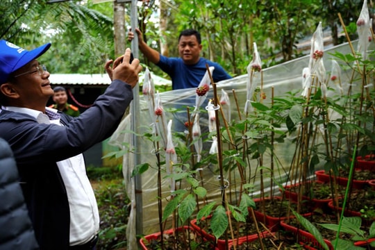 Thu hút doanh nghiệp đầu tư phát triển vùng sâm Ngọc Linh