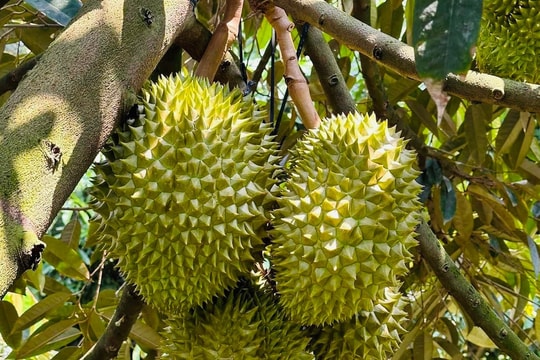 Giá sầu riêng hôm nay 6/8: Giá mua xô lao dốc, xuất khẩu gặp khó khăn