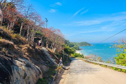 Cù Lao Chàm mùa hoa ngô đồng