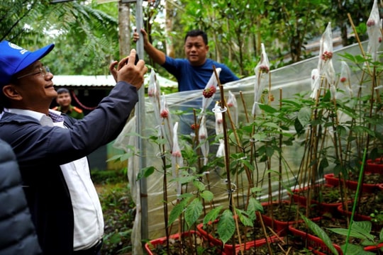 Da Nang appeals for investment into Ngoc Linh ginseng area development