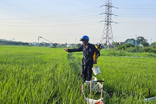 Chủ động phòng trừ sâu bệnh vụ lúa hè thu