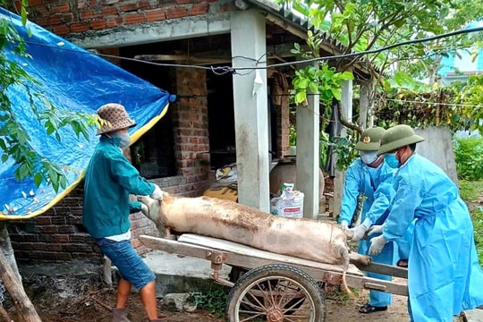 Quế Sơn Trung nỗ lực ngăn chặn dịch tả lợn châu Phi