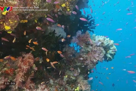 Hành trình kết nối xanh: Bảo tồn thiên nhiên Cù Lao Chàm - Hành trình hồi sinh dưới lòng biển